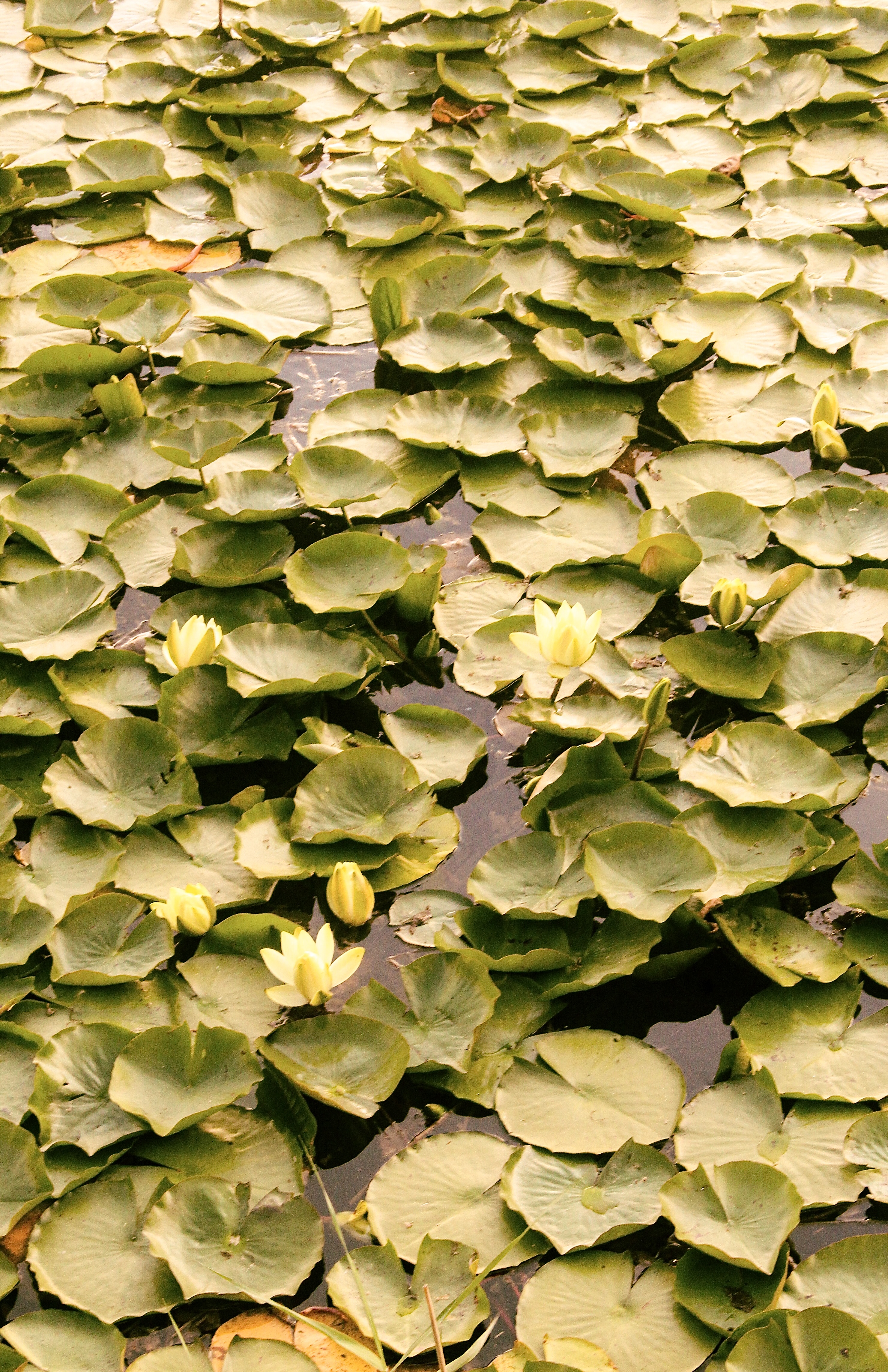 Lotus